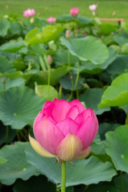 Güzel kadim nilüfer çiçeği sabahın erken saatlerinde bataklıkta açar..