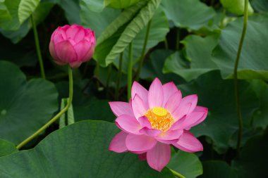 Güzel kadim nilüfer çiçeği sabahın erken saatlerinde bataklıkta açar..