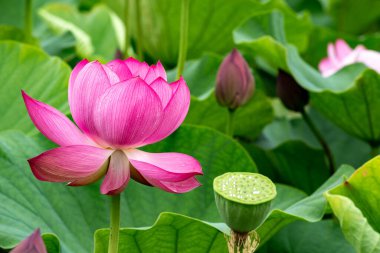 Güzel kadim nilüfer çiçeği sabahın erken saatlerinde bataklıkta açar..