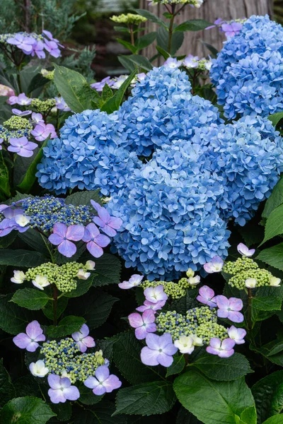 Fleurs Hortensia Bleue Fleurissant Début Été — Photo