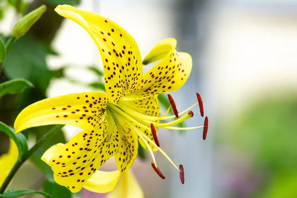 Gyönyörű Szép Sárga Liliom Virág Virágzik Árnyékában Egy Nyári — Stock Fotó