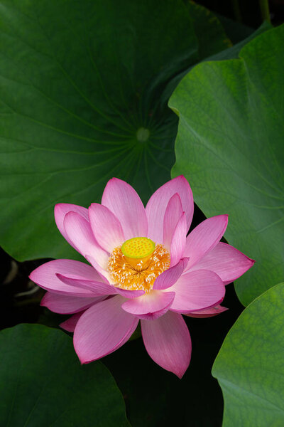 Closeup of beautiful ancient lotus flowers blooming in the early morning pond.