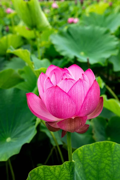 Närbild Vackra Antika Lotusblommor Blommar Tidig Morgon Damm — Stockfoto