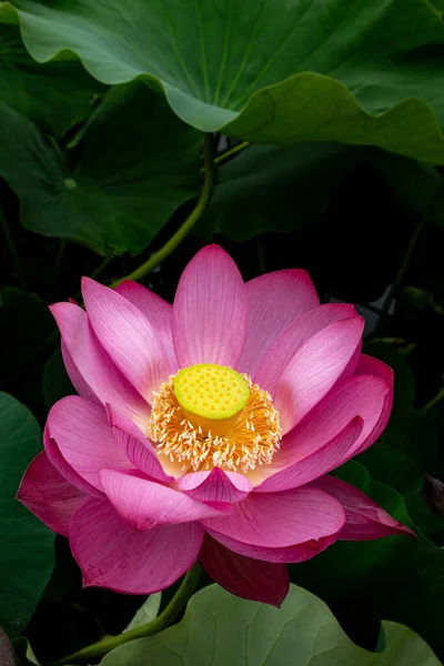 Nahaufnahme Von Schönen Alten Lotusblumen Die Frühen Morgen Teich Blühen — Stockfoto