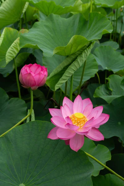 stock image Beautiful ancient lotus flowers and buds blooming in the pond.