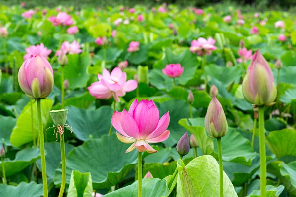 stock image Beautiful ancient lotus flowers and buds blooming in the pond.