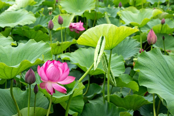 stock image Beautiful ancient lotus flowers and buds blooming in the pond.