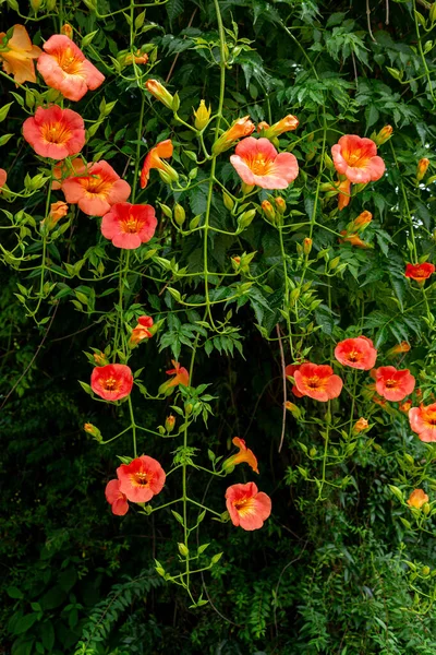 Rrumpet Creeper Kwiat Ogrodzie Letnim — Zdjęcie stockowe