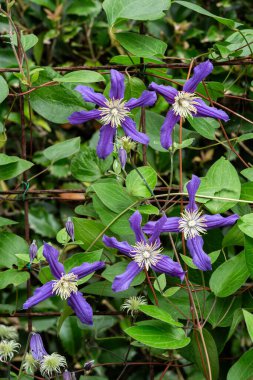 Yazın başında açan mavi-mor klematis çiçekleri.