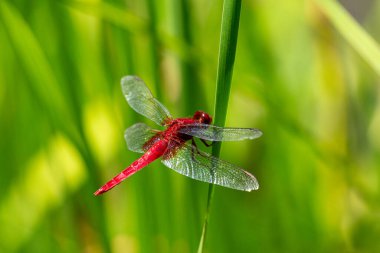 Kızıl yusufçuk yaz havuzunda dinleniyor..