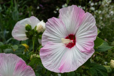 Bahçede pembe ve beyaz Hibiscus Moscheutos çiçekleri.