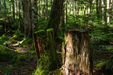 Güzel Japon dağlık orman yosun manzarası.