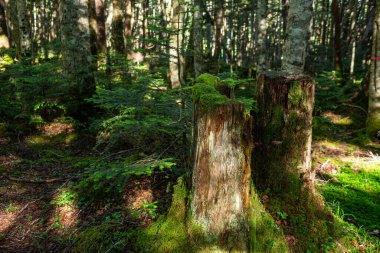 Güzel Japon dağlık orman yosun manzarası.