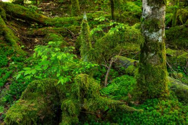 Güzel Japon dağlık orman yosun manzarası.