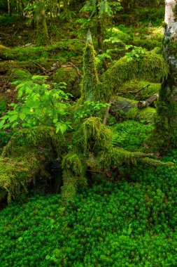 Güzel Japon dağlık orman yosun manzarası.