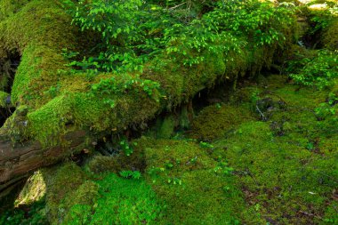Güzel Japon dağlık orman yosun manzarası.