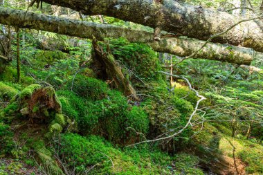 Güzel Japon dağlık orman yosun manzarası.