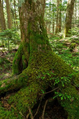 Güzel Japon dağlık orman yosun manzarası.