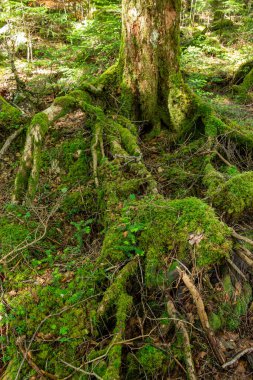 Güzel Japon dağlık orman yosun manzarası.
