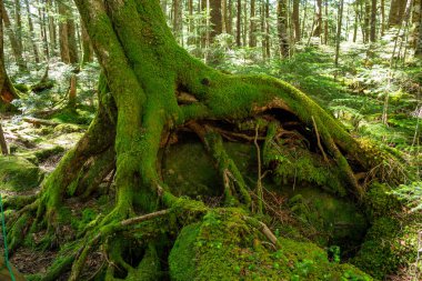 Güzel Japon dağlık orman yosun manzarası.