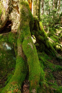 Güzel Japon dağlık orman yosun manzarası.
