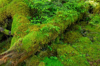 Güzel Japon dağlık orman yosun manzarası.