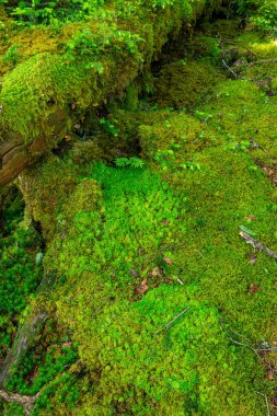 Güzel Japon dağlık orman yosun manzarası.