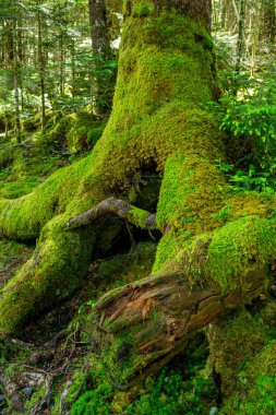Güzel Japon dağlık orman yosun manzarası.