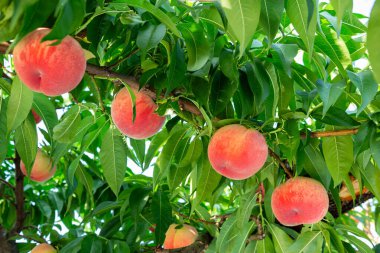 Meyve bahçesinde taze ve lezzetli şeftaliler.
