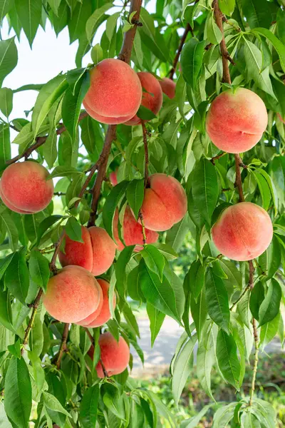 Fresh Delicious Peaches Orchard — Stock Photo, Image