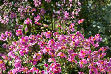 Güzel bir şakayık hupehensis ve bahçede açan yonca çiçekleri..