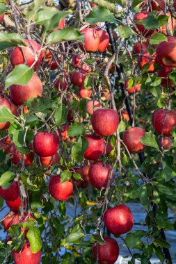 The Chiyuki, a delicious apple variety from the orchard. clipart