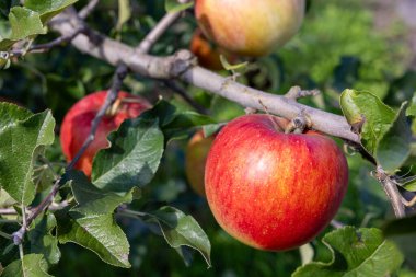 Aikanokaori, meyve bahçesinden lezzetli bir elma çeşidi..