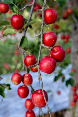 Meyve bahçesinde lezzetli elma çeşitleri Alpine Maiden.