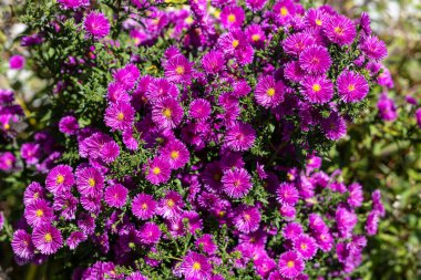 Sonbahar bahçesinde açan pembe paskalya çiçekleri..