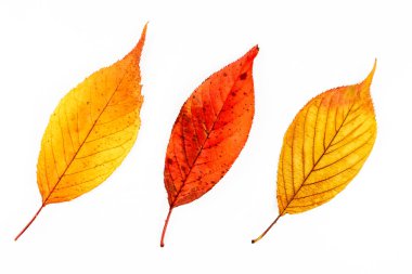 Kiraz çiçeklerinin sonbahar yaprakları makro fotoğrafçılık.