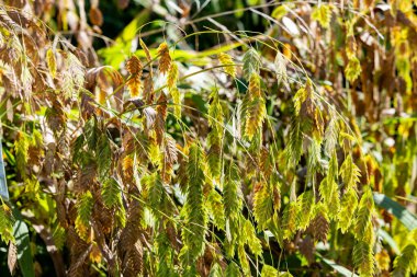 Sonbaharda çok sayıda chasmanthium latifolium tohumu.