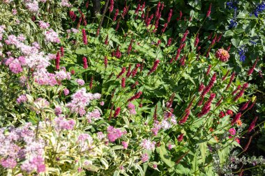 Sonbahar bahçesinde açan Smartweed çiçekleri.