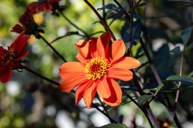 Bahçede sonbaharda açan güzel portakal çiçekleri..