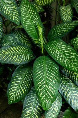 Tropikal bitki dieffenbachia 'nın güzel yaprakları.