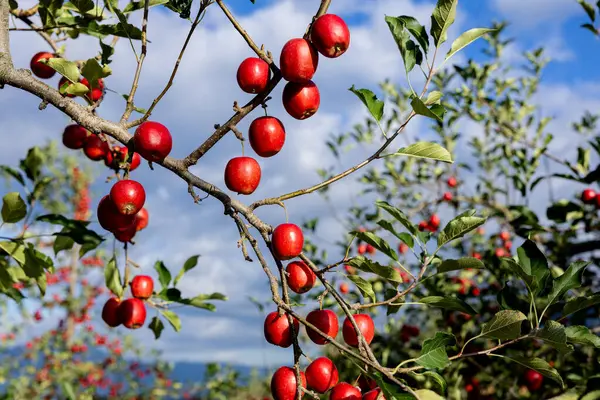 Läckra Äppelsorter Alpin Jungfru Fruktträdgården — Stockfoto