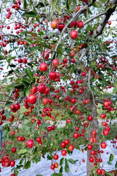 Läckra Äppelsorter Alpin Jungfru Fruktträdgården — Stockfoto