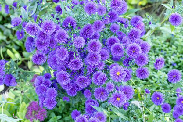 Сирень цветы в полном расцвете в осеннем саду.