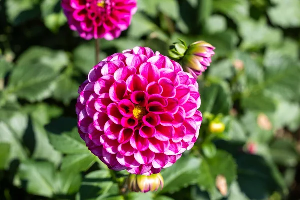 Beautiful pink dahlia flowers in the garden blooming in autumn.