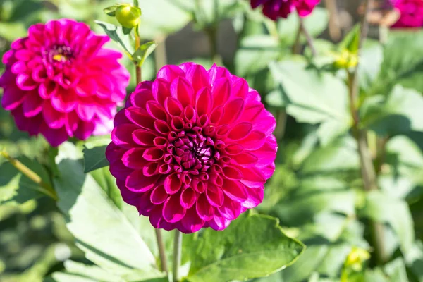 Beautiful pink dahlia flowers in the garden blooming in autumn.