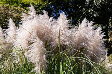 Pampas çimenleri Sonbaharda mavi gökyüzünde.