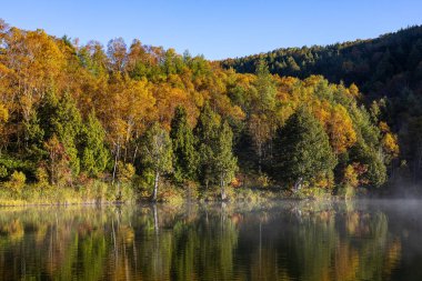 Shiga Kogen Kido Gölü 'nde sonbahar yapraklarının sabah erkenden manzarası.