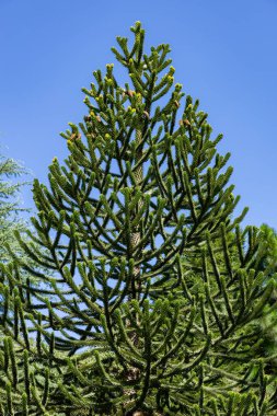 Güzel şekilli güzel maymun yapboz ağacı..