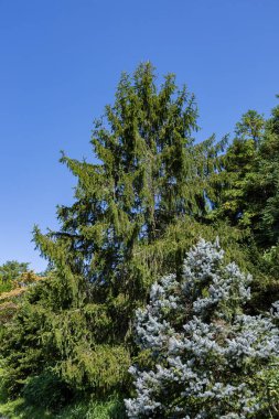 Sonbaharda birçok ince dalları olan Norveç ladin ağacı.