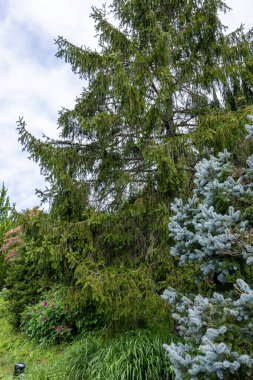 Sonbaharda birçok ince dalları olan Norveç ladin ağacı.